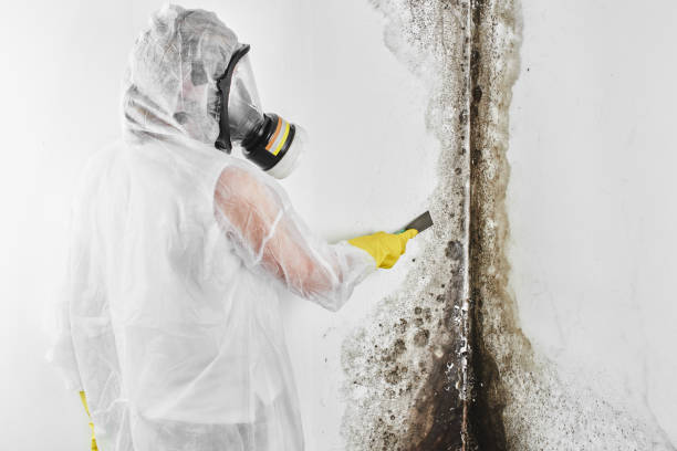 Best Mold Damage Repair  in Somerset, MD