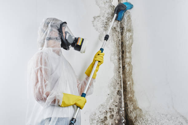 Best Affordable Mold Removal  in Somerset, MD