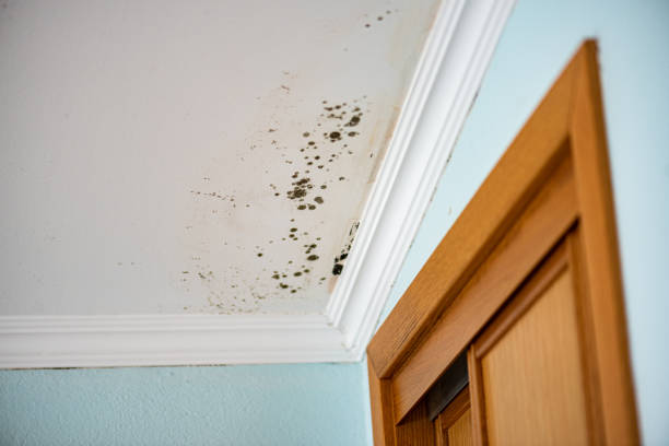 Best Mold Remediation  in Somerset, MD