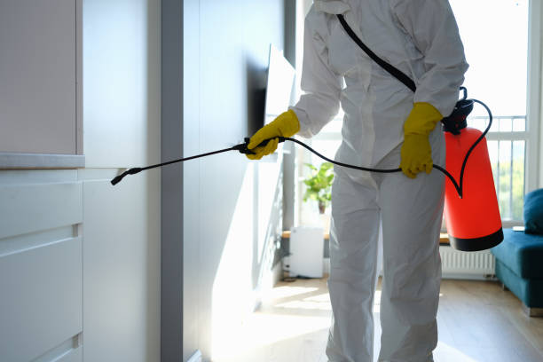 Home Mold Removal in Somerset, MD