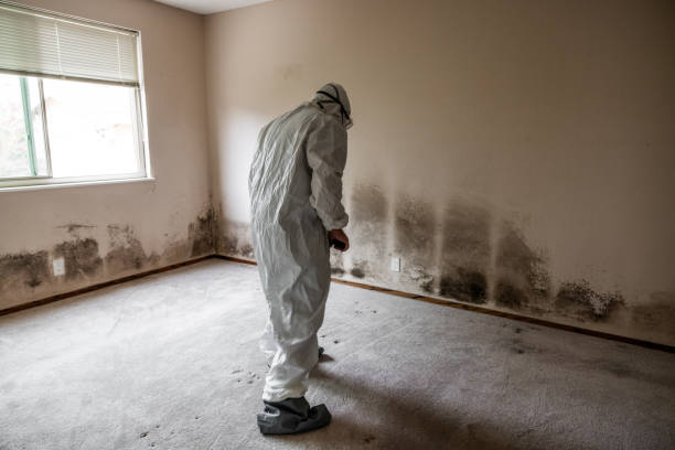 Best Home Mold Removal  in Somerset, MD