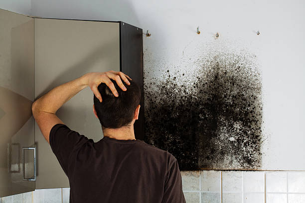 Best Attic Mold Removal  in Somerset, MD