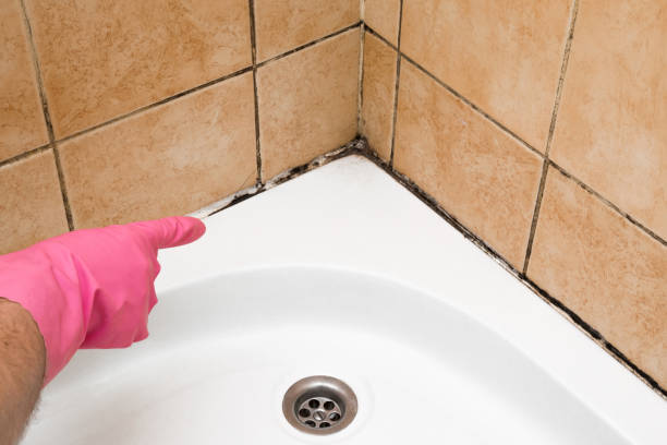 Best Home Mold Removal  in Somerset, MD
